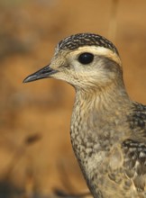Eurasian Dotterel (Charadrius morinellus), Cabo Espichel, Portugal