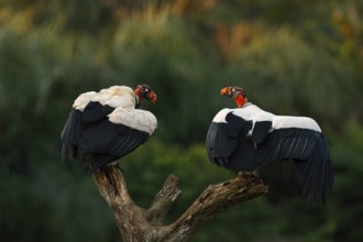 King Vulture (Sarcoramphus papa) perched on a tree stump, Costa Rica