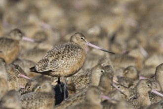 Marbled Godwit (Limosa fedoa) flock, Washington, USA