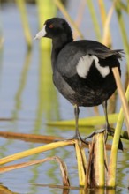American Coot (Fulica americana), Texas, USA