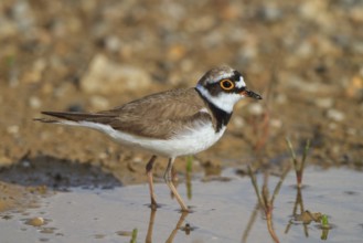 Little Ringed Plover (Charadrius dubius) male, Greece