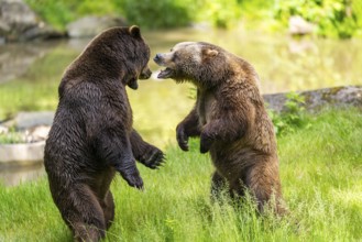 Eurasian brown bear (Ursus arctos arctos) playing with each other on a meadow, Bavarian Forest,