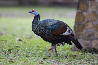 Peacock turkey (Meleagris ocellata) in Tikal National Park, Departamento Petén, Guatemala