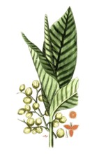 Aframomum melegueta, Amomum granum paradisi, grains of paradise, digital reproduction of a