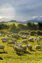 A picturesque autumn scene of sheep grazing in verdant pastures with the majestic backdrop of Mount