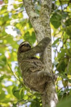 Brown-throated sloth (Bradypus variegatus) with young in a tree, Cahuita National Park, Costa Rica