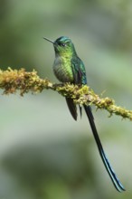Long-tailed Sylph (Aglaiocercus kingi) perched on a branch in Ecuador, South America