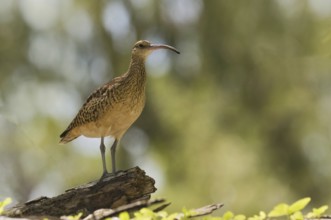 Bristle-thighed Curlew (Numenius tahitiensis), Hawaii, USA