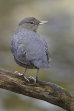 American Dipper (Cinclus mexicanus) singing, British Columbia, Canada
