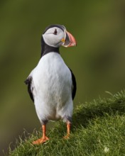 Atlantic Puffin (Fratercula arctica) perched on cliff, Mykines, Faroe Islands