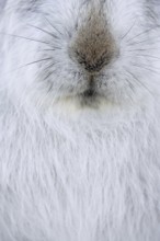 Mountain hare, alpine hare, snow hare (Lepus timidus) close-up of nose and whiskers in white winter
