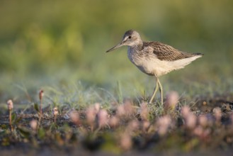 Common Greenshank (Tringa nebularia) foraging, Poland