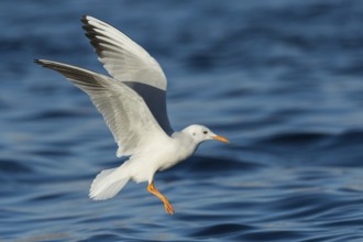 Slender-billed Gull (Chroicocephalus genei) flying, Eilat, Israel