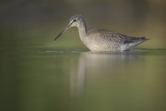 Spotted Redshank (Tringa erythropus), Thuringia, Germany