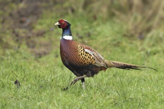 Common Pheasant (Phasianus colchicus) male, British Columbia, Canada