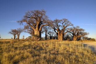 Baines Baobabs, baobab or baobab trees (Adansonia digitata), Kudiakam Pan, Nxai Pan National Park,
