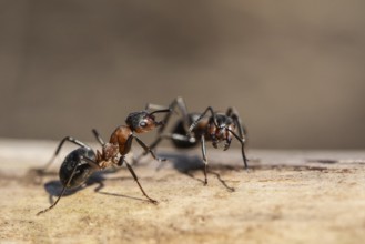 Red Wood Ants (Formica rufa), Emsland, Lower Saxony, Germany