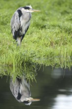 Grey Heron (Ardea cinerea), Netherlands