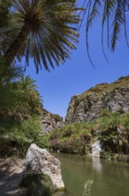 Palm grove in the Kourtaliatiko Gorge, Preveli Beach, south coast, Crete, Greece
