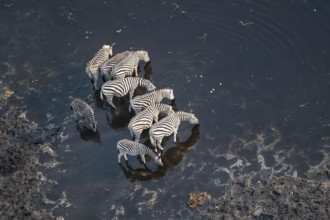 Steppe zebras (Equus quagga) drinking by the river, aerial view, Okavango Delta, Botswana