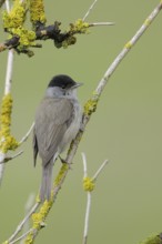 Eurasian Blackcap (Sylvia atricapilla) male, North Rhine-Westphalia, Germany
