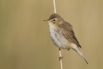 Booted Warbler - Buschspötter - Iduna caligata, Kazakhstan