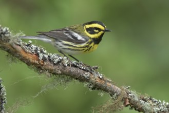 Townsend's Warbler (Setophaga townsendi) male perched on lichen branch, British Columbia, Canada