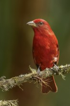 Hepatic Tanager (Piranga flava) perched on a branch in the Andes mountains of Colombia