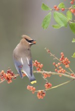 Cedar Waxwing (Bombycilla cedrorum) eating red berries, Texas, USA
