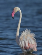 Greater Flamingo (Phoenicopterus roseus), Sardinia, Italy