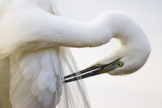 Great Egret (Ardea alba) preening, Pusztaszer, Hungary