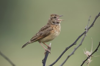 Bush Pipit (Anthus caffer), adult, on tree, on guard, singing, Pilanesberg National Park, North