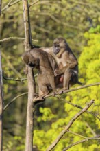 Two Drills (Mandrillus leucophaeus) mating high up in a tree. A green forest can be seen in the