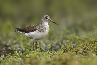 Solitary Sandpiper (Tringa solitaria), Texas, USA