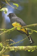 Guianan Trogon (Trogon violaceus), Costa Rica
