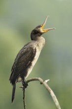 Great Cormorant (Phalacrocorax carbo) calling, North Rhine-Westphalia