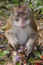 Portrait of Javanese monkey long-tailed macaque (Macaca fascicularis) looking directly at viewer,