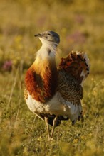 Great Bustard (Otis tarda), Castile, Spain