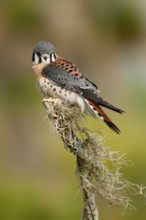 American Kestrel (Falco sparverius), Florida, USA