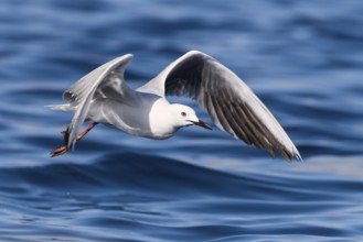 Slender-billed Gull (Chroicocephalus genei) flying, Eilat, Israel