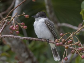 Loggerhead Kingbird (Tyrannus caudifasciatus), Cuba
