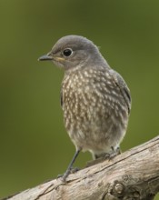 Juvenile Western Bluebird (Sialia mexicanus)
