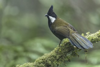 Eastern Whipbird (Psophodes olivaceus) perched on a branch in eastern Australia