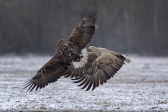 White-tailed Eagle (Haliaeetus albicilla) fighting, Poland