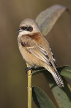 Eurasian Penduline Tit (Remiz pendulinus) male, Aargau, Switzerland