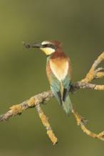 European Bee-eater (Merops apiaster) perched on a lichen branch with insect in beak, Serbia