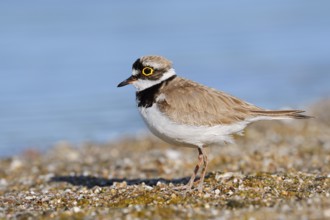 Little Ringed Plover (Charadrius dubius), North Rhine-Westphalia, Germany