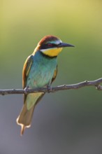 Bee-eater, (Merops apiaster), Animals, Birds, Raptor family, Perching station, Muselievo,