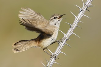Rock Wren (Salpinctes obsoletus) singing, California, USA