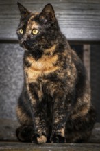A tricoloured domestic cat (Felis Catus) sits in front of a wooden background and observes,